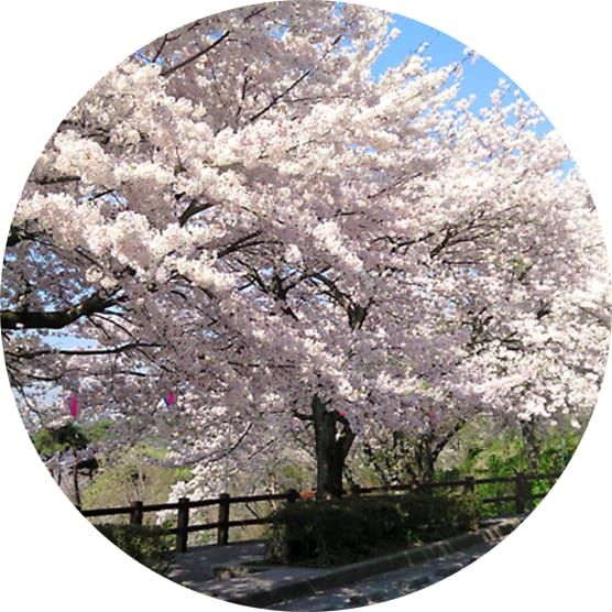 さくらまつり