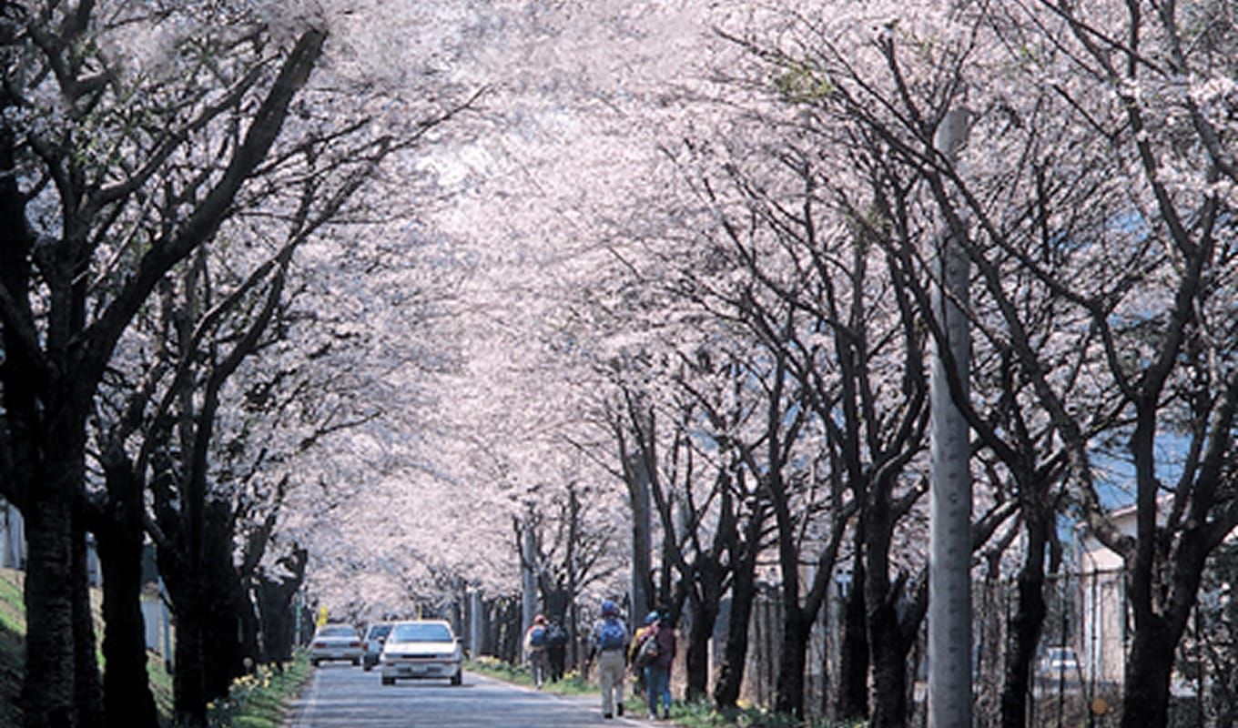 遊覧道路（桜のトンネル）の写真