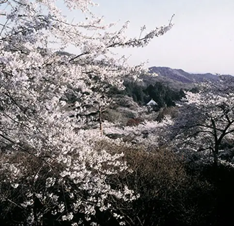 太平山の桜の風景