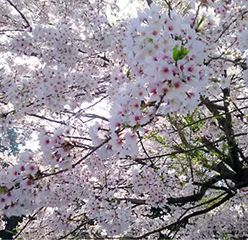 太平山の桜の風景