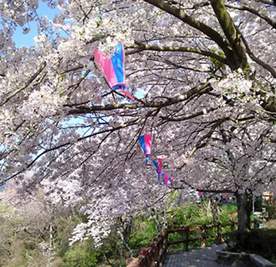 太平山の桜の風景