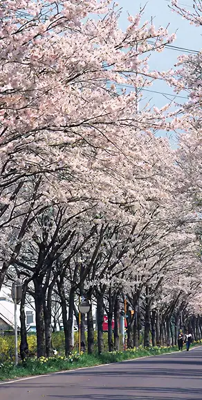 太平山の桜の風景