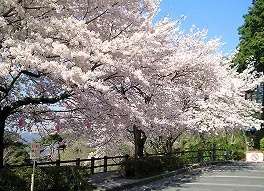 太平山の桜の風景