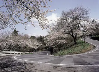太平山の桜の風景