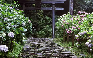 太平山のあじさいの風景